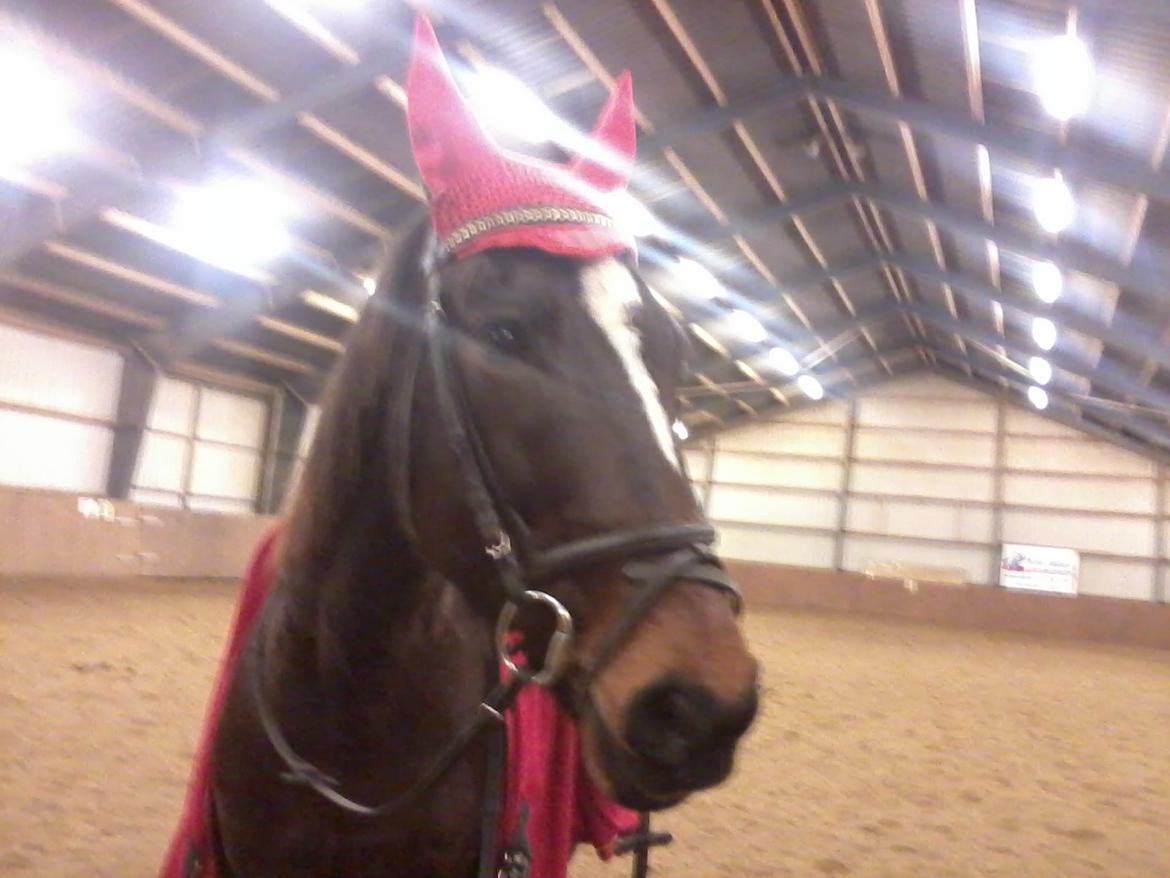 Anden særlig race Bella billede 4