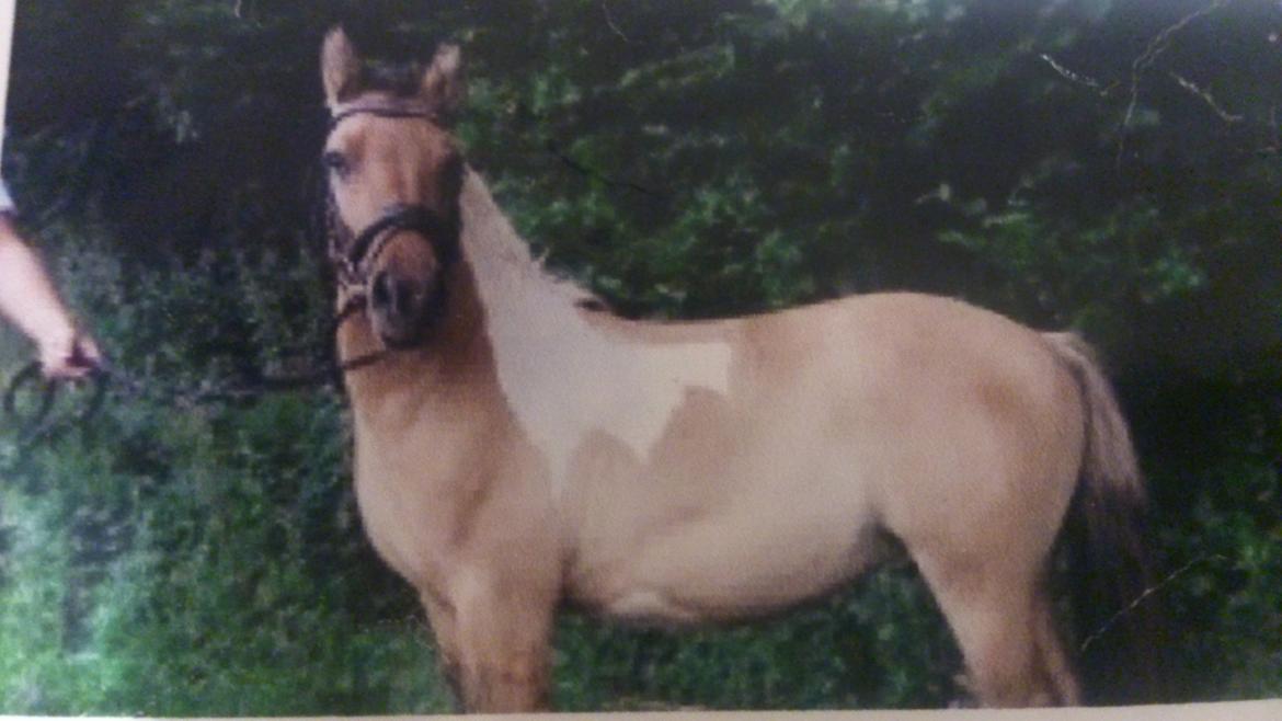 Anden særlig race Zita - Zita 3 år billede 7