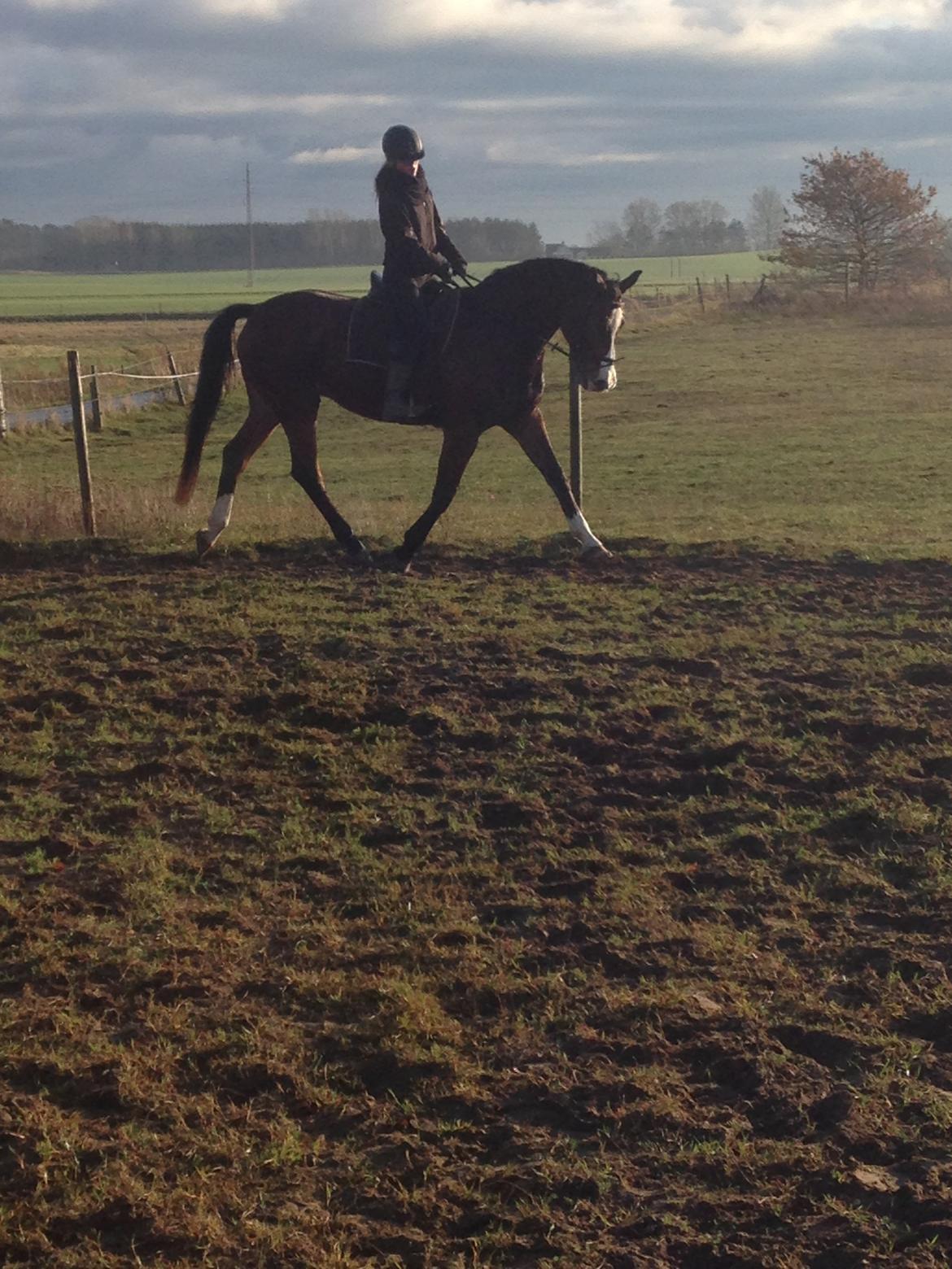 Dansk Varmblod Pipaluk Lysegård billede 11