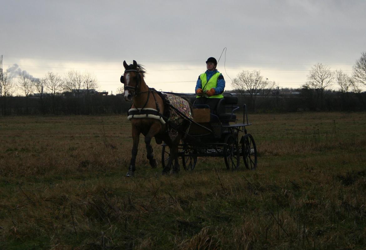 Anden særlig race Marinca R:I:P - Lidt galop.
Taget den 15. december 2013. billede 10