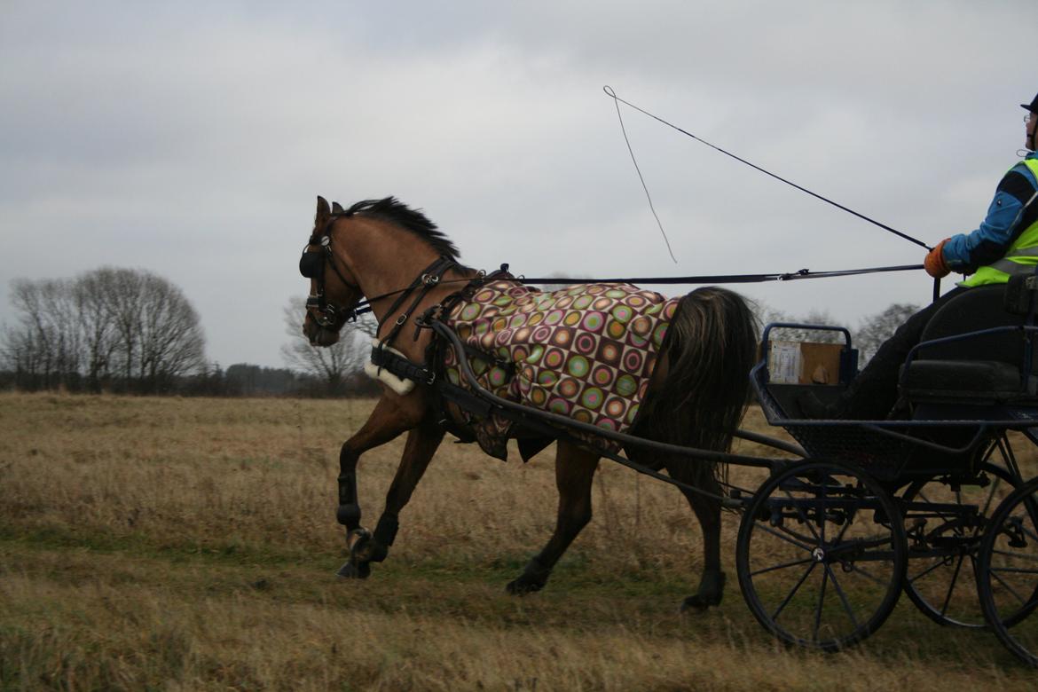 Anden særlig race Marinca R:I:P - Lidt galop.
Taget den 15. december 2013 billede 11