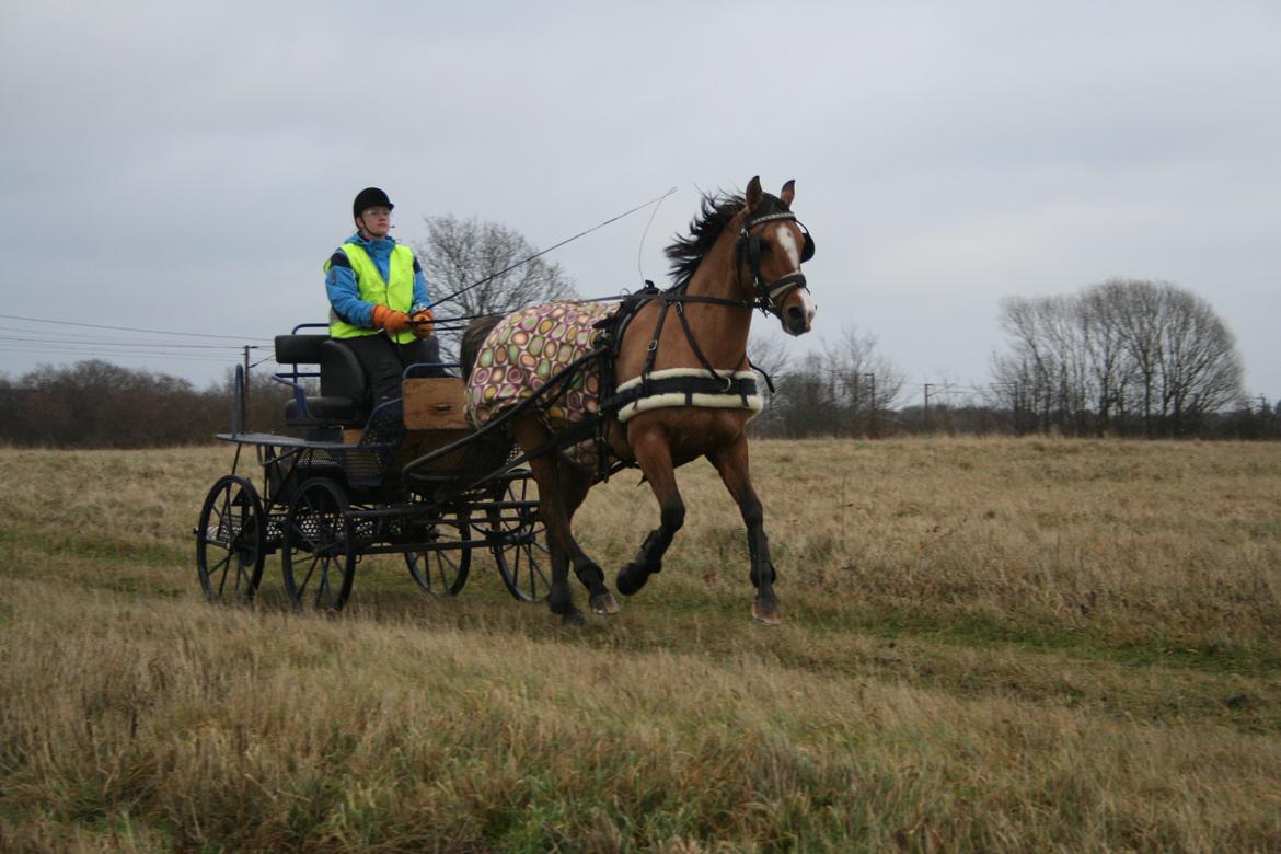 Anden særlig race Marinca R:I:P - Lidt galop.
Taget den 15. december 2013 billede 12
