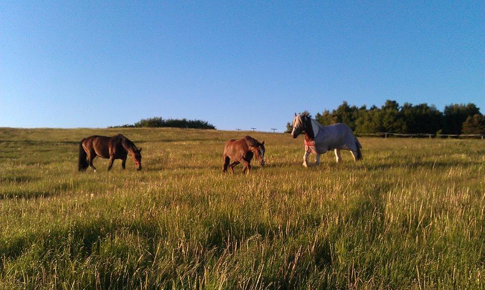 New Forest Luna Aflivet d. 05.02.14 - Sommer 2013 billede 37