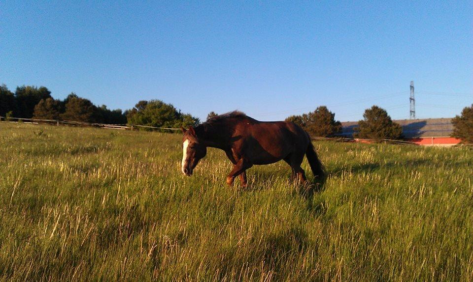 New Forest Luna Aflivet d. 05.02.14 - Sommer 2013 billede 39