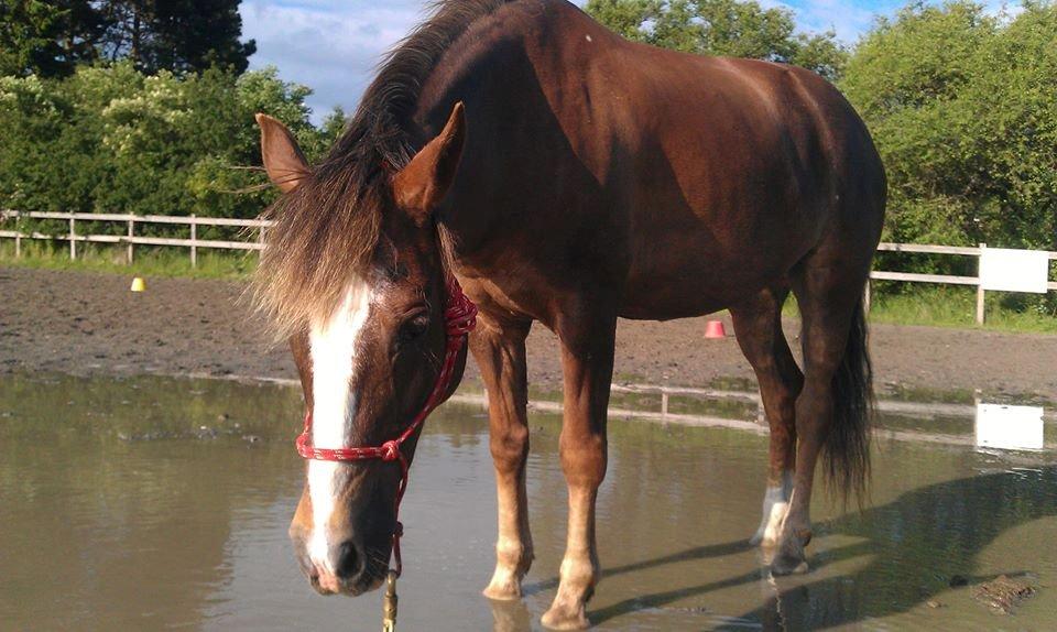 New Forest Luna Aflivet d. 05.02.14 - Vi leger med vand, her tænke pause, sommer 2013 billede 41