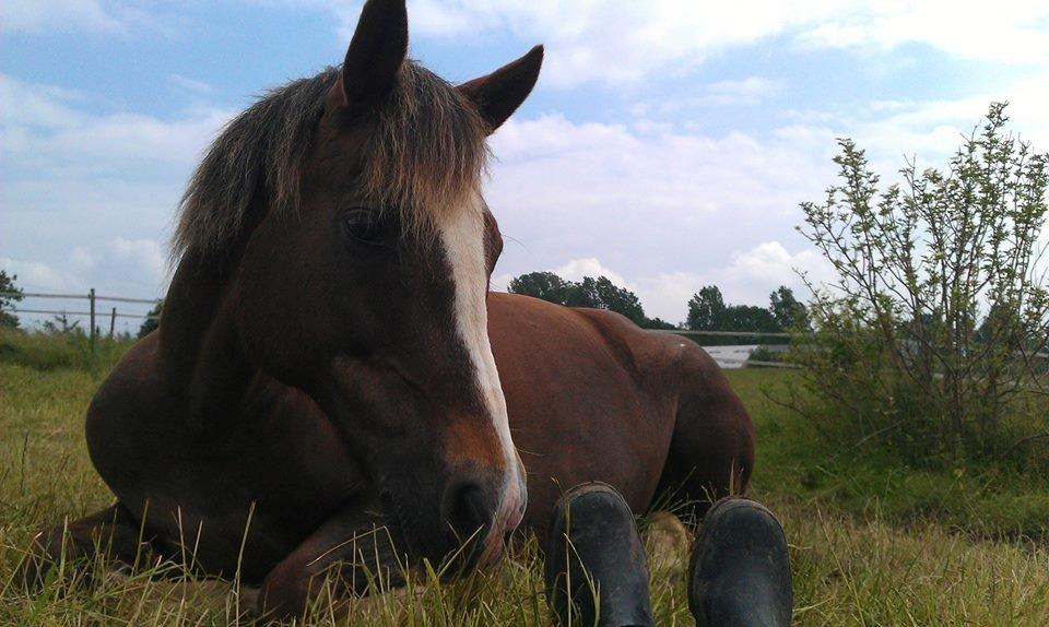 New Forest Luna Aflivet d. 05.02.14 - Sommer 2013 billede 42