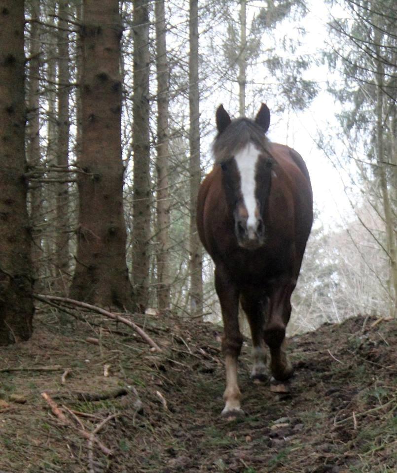 New Forest Luna Aflivet d. 05.02.14 - På tur, med den skønteste pony! 2013 billede 13