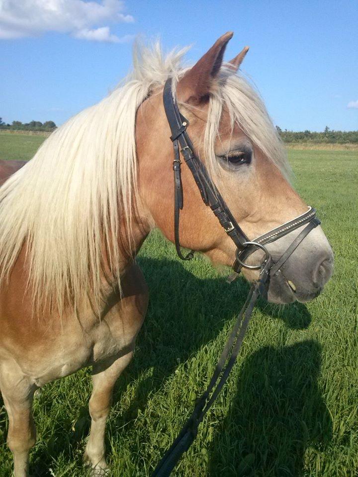 Haflinger Sabrina billede 18