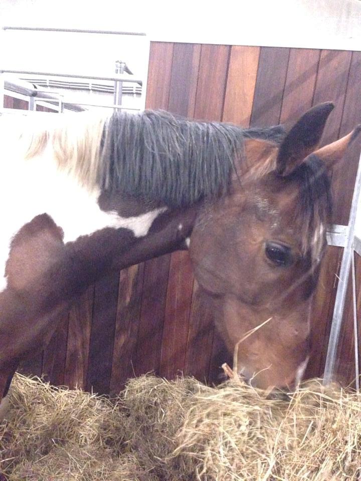 Pinto My Gucci - SOLGT billede 3