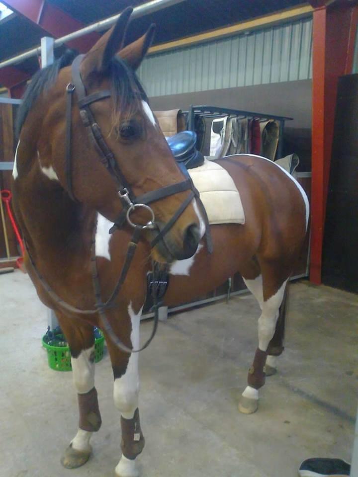 Pinto My Gucci - SOLGT billede 5