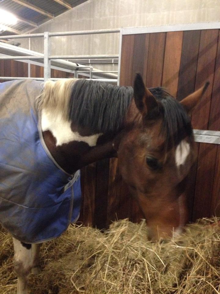 Pinto My Gucci - SOLGT billede 6