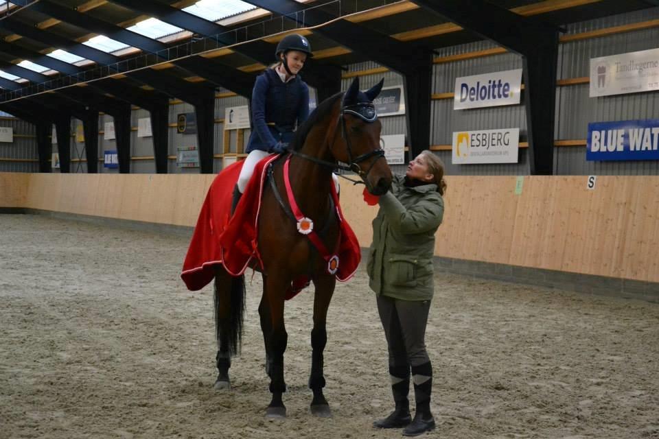 Dansk Varmblod Catlon Ravnes-have - Aflivet billede 2