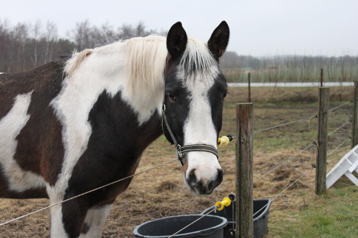 Pinto Tornado billede 19