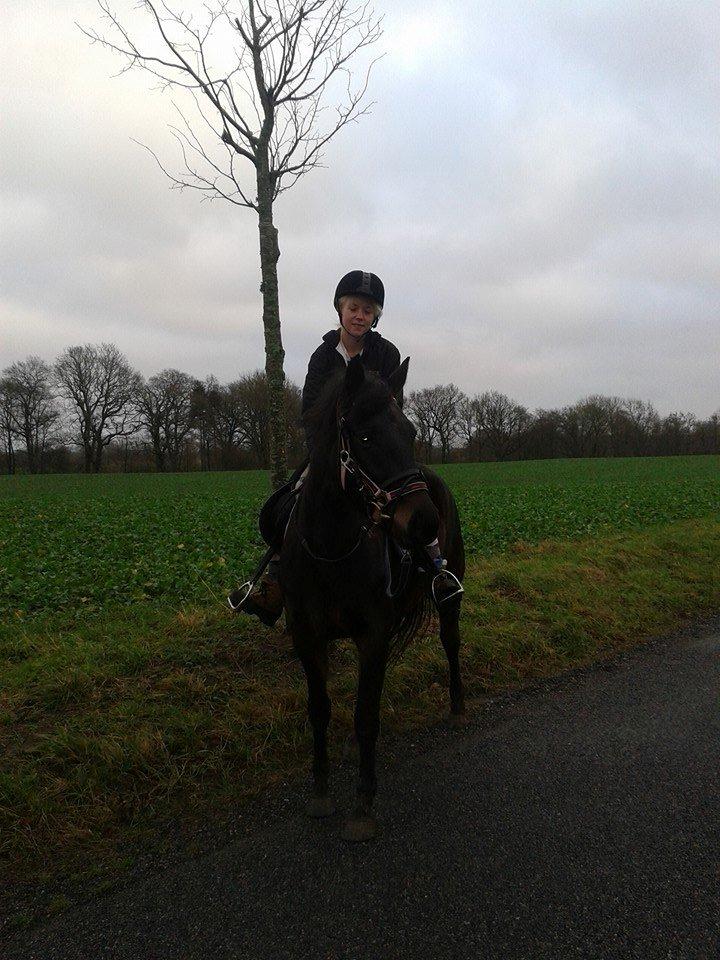 Anden særlig race Diva (solgt) - 2 gang med rytter <3 billede 17