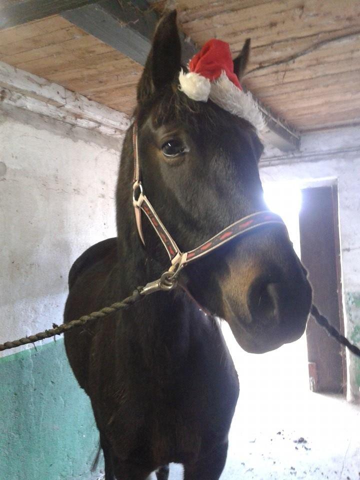 Anden særlig race Diva (solgt) billede 18