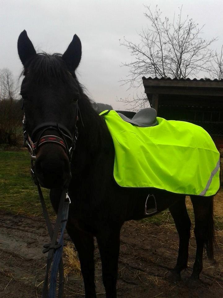 Anden særlig race Diva (solgt) billede 19