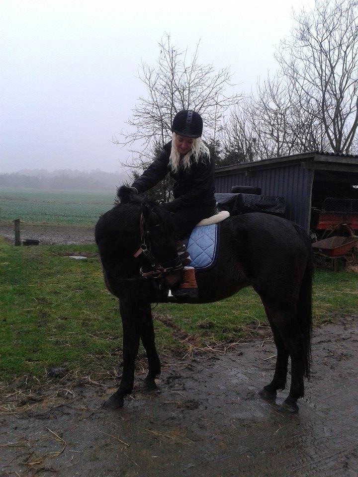 Anden særlig race Diva (solgt) - 1 gang med rytter <3 billede 20
