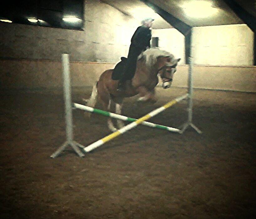 Haflinger missy <3 - Missy og jeg springer! <3 Og hun kan lide det! :* billede 3