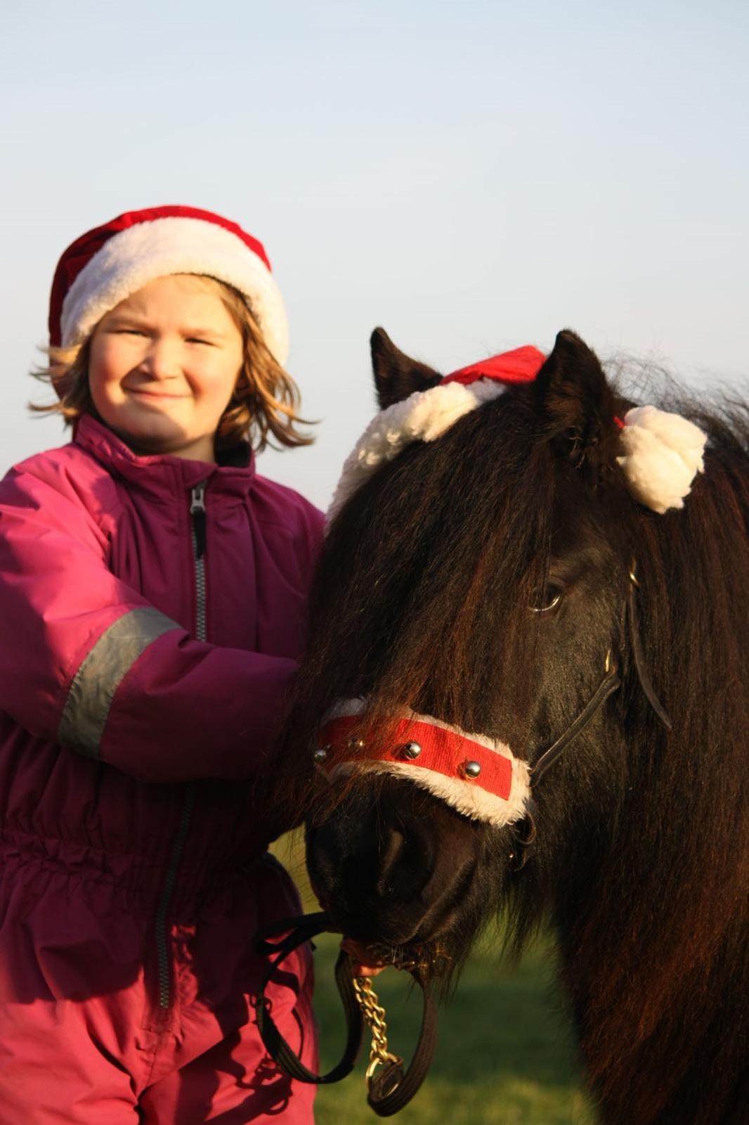 Shetlænder | Daisy v. Ziek billede 14