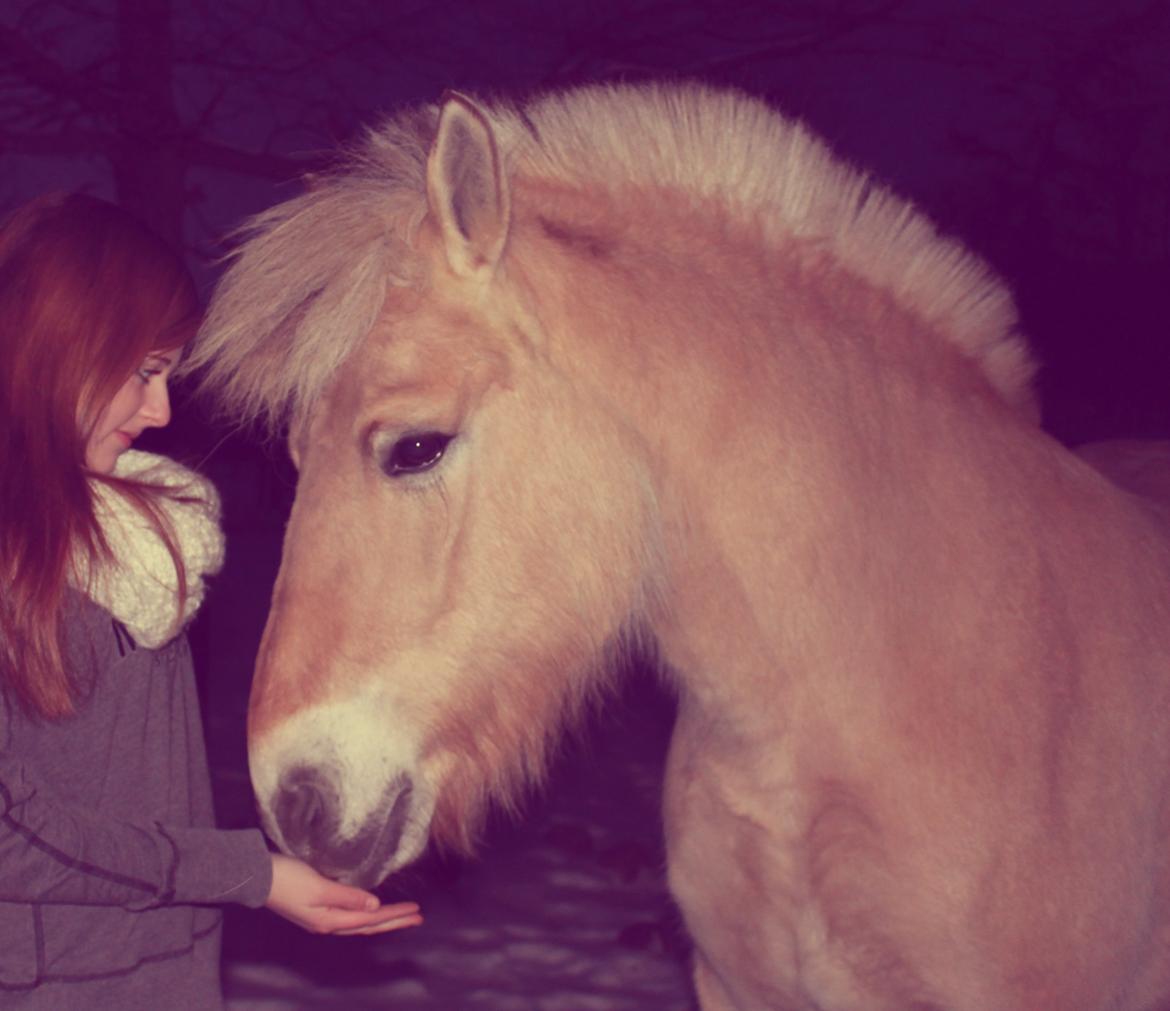 Fjordhest Stella - Vinter 2012 billede 12