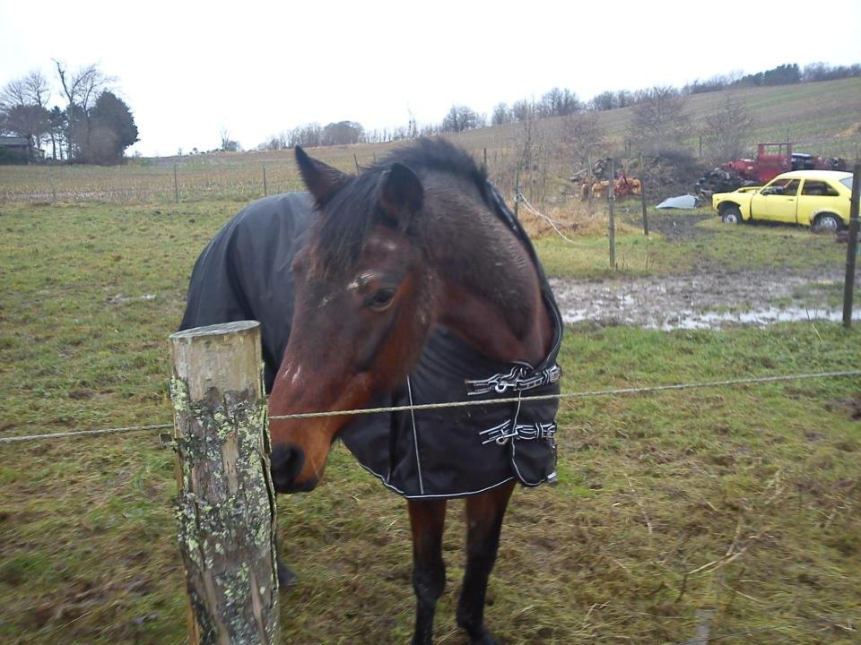 Fuldblod (XX) Stald-Bakkely's Tessa billede 21