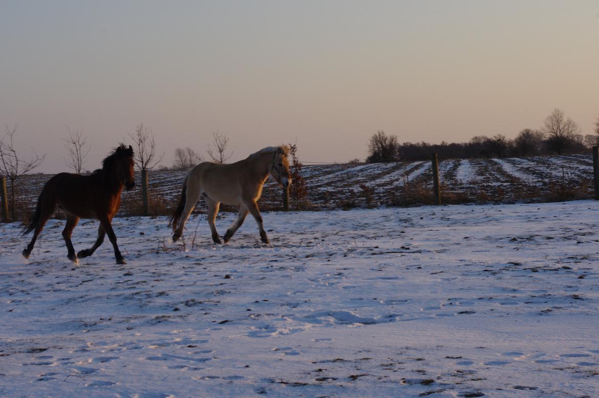 Fjordhest Stella - Vinter 2012 billede 13