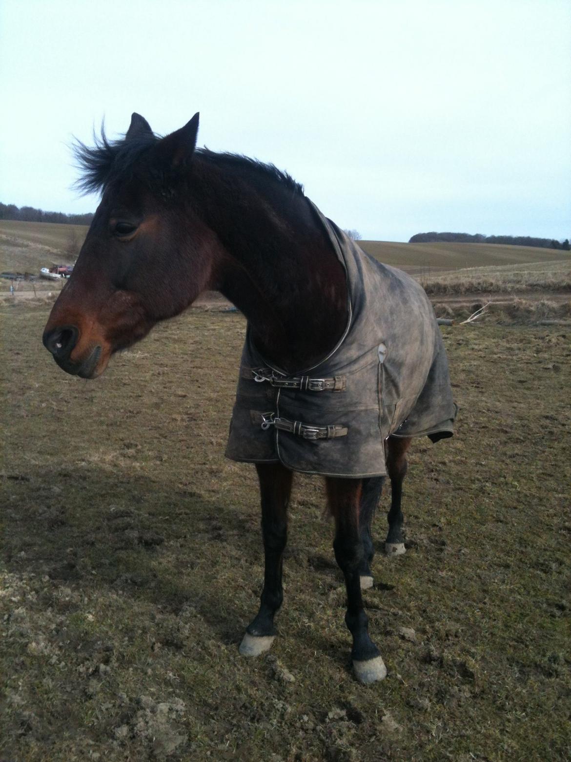 Fuldblod (XX) Stald-Bakkely's Tessa billede 22