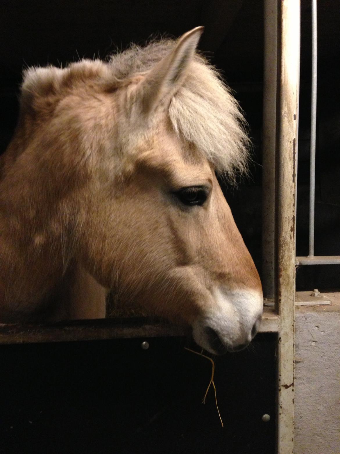 Fjordhest Stella - Vinter 2012 billede 14