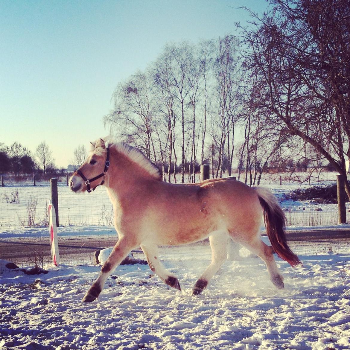 Fjordhest Stella - Vinter 2012 billede 16