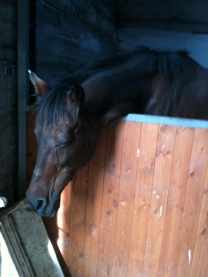 Fuldblod (XX) Stald-Bakkely's Tessa billede 26