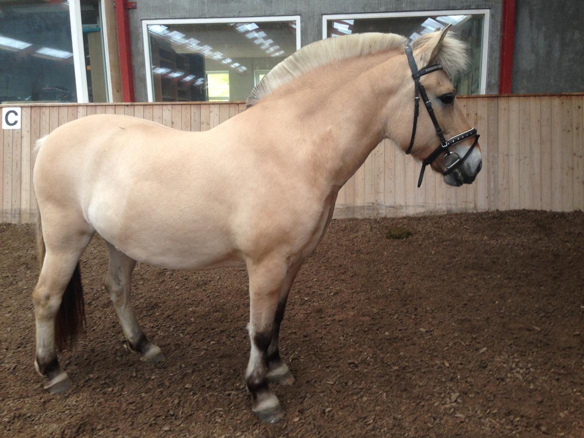 Fjordhest Stella - Sommer 2013 billede 7