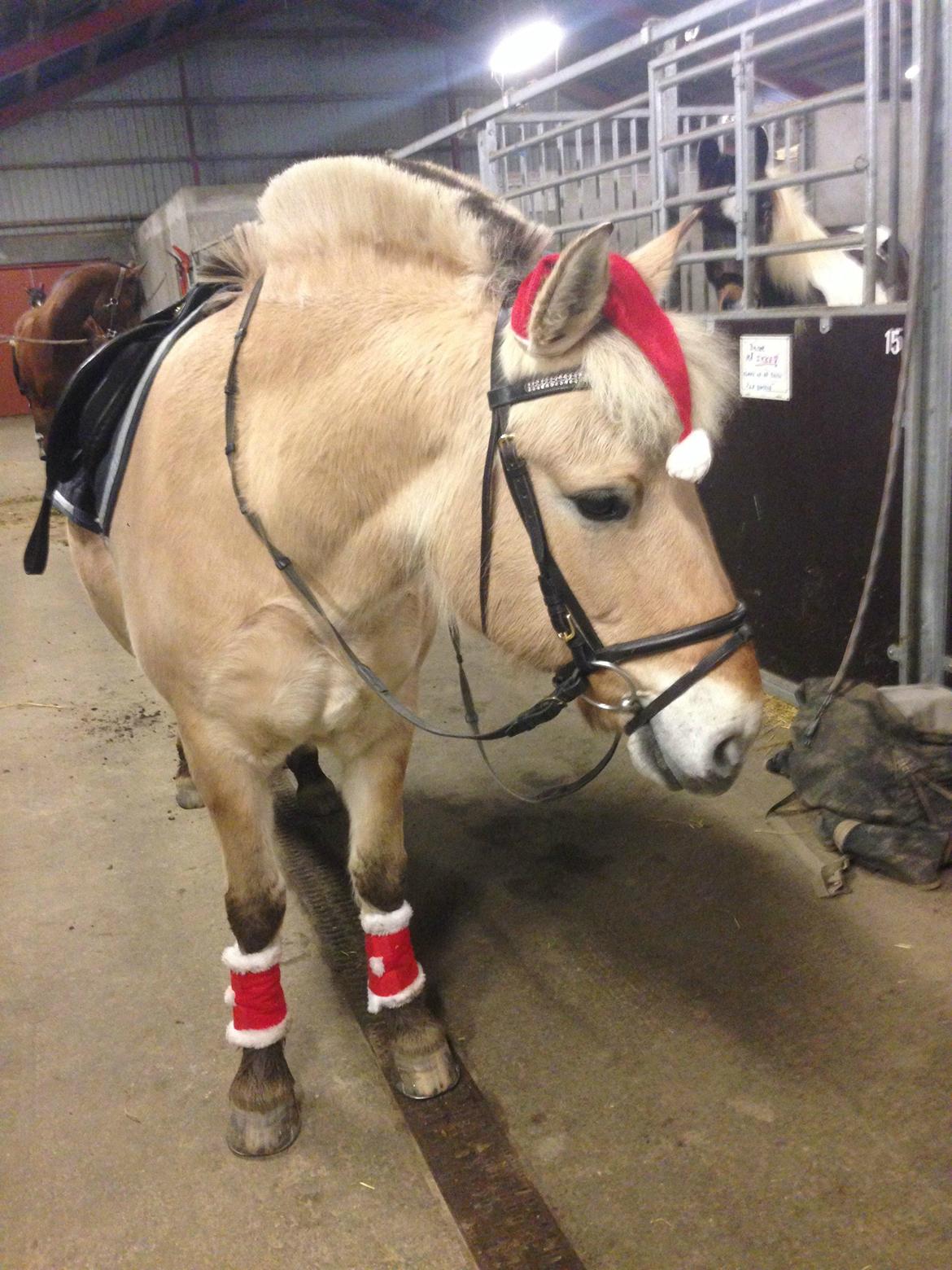 Fjordhest Stella - Vinter 2013 billede 11