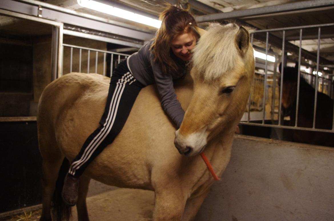 Fjordhest Stella - Vinter 2012 billede 17