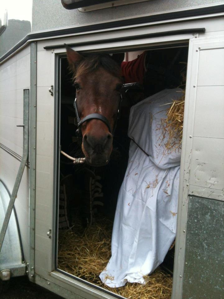 Fuldblod (XX) Stald-Bakkely's Tessa billede 32