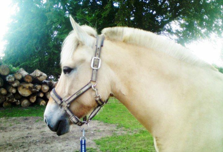 Fjordhest Stella - Sommer 2011 billede 18