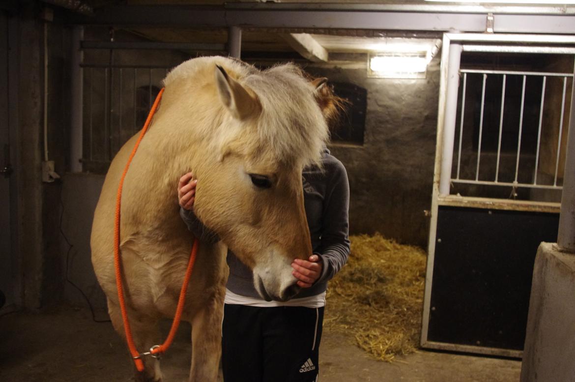Fjordhest Stella - Vinter 2012 billede 19