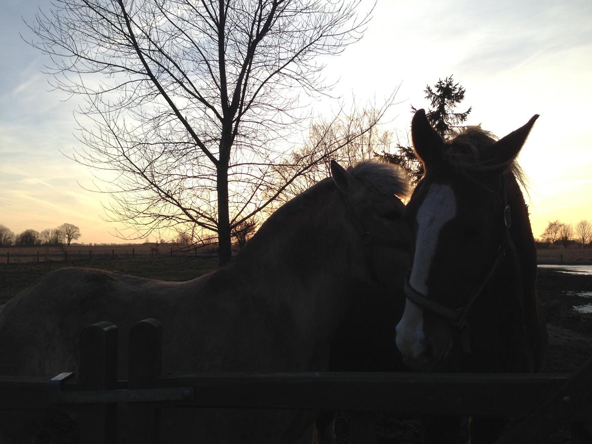 Fjordhest Stella - Forår 2013 billede 10