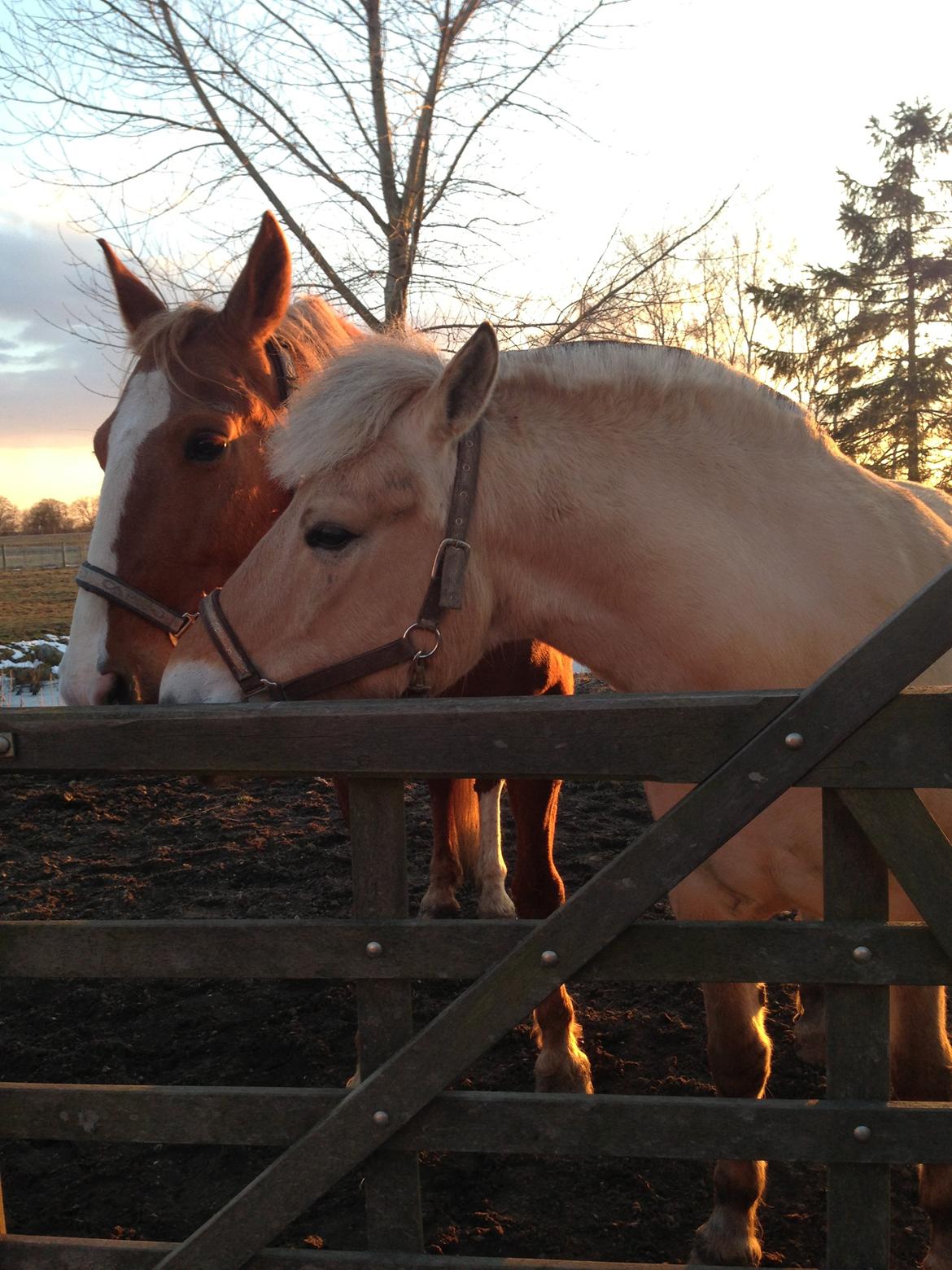 Fjordhest Stella - Sommer 2013 billede 9