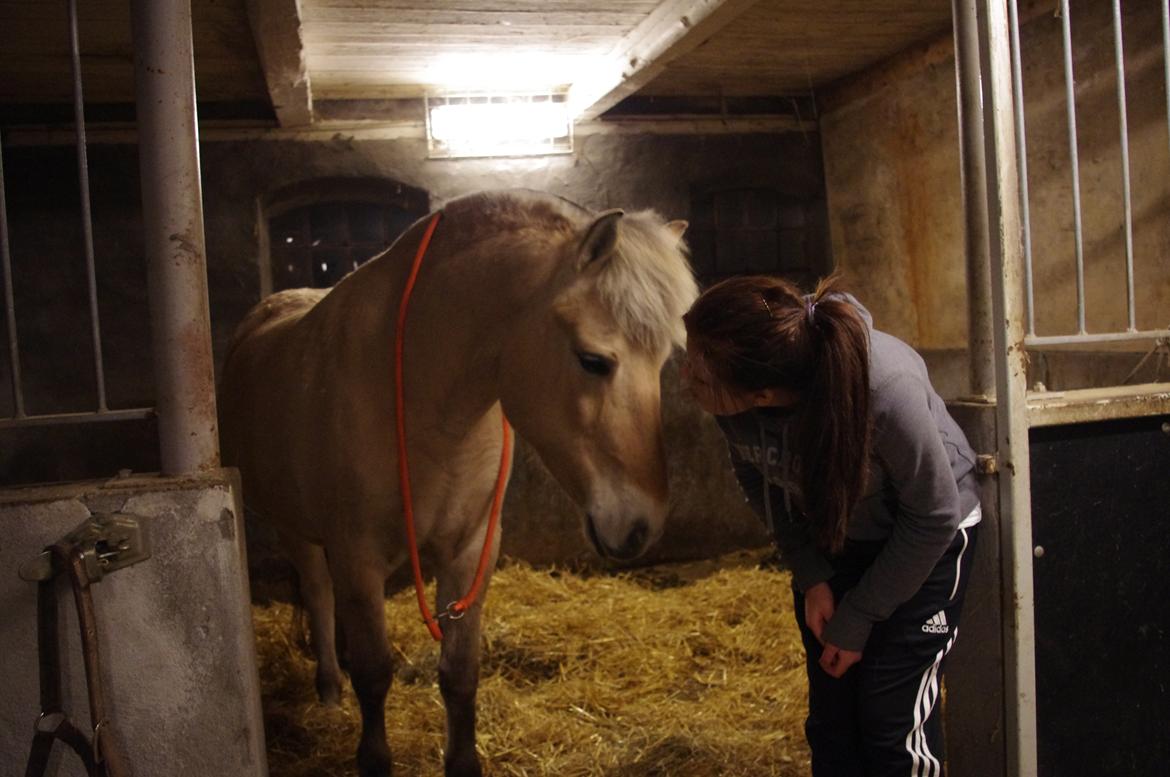 Fjordhest Stella - Vinter 2012 billede 20