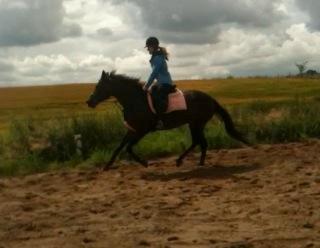 Fuldblod (XX) Stald-Bakkely's Tessa billede 36