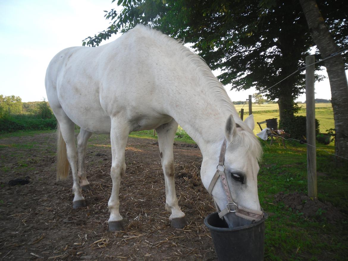 Connemara Schasmin - "ummhh lækker mad mor.... MEN alt alt for lidt! " billede 5