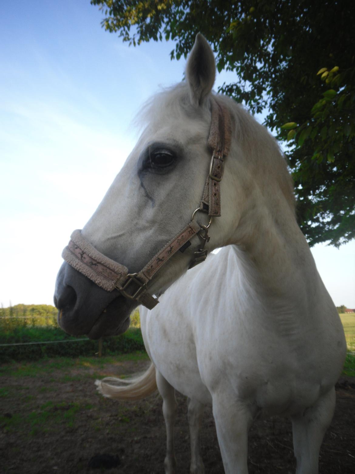 Connemara Schasmin billede 6