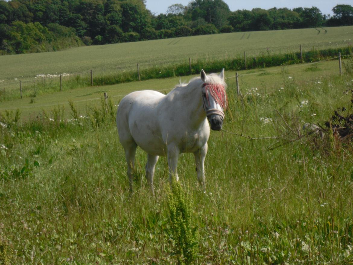 Connemara Schasmin - Sommertyk tøs.... billede 7