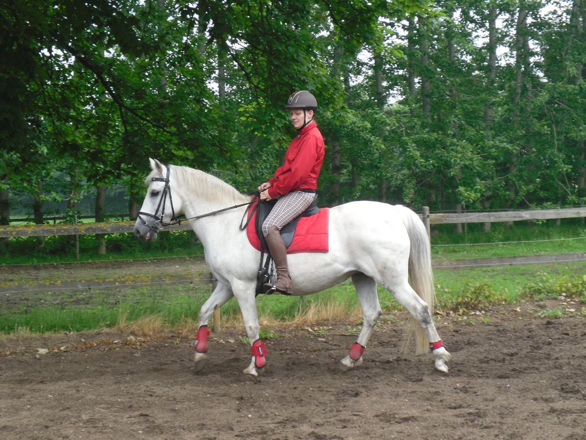 Connemara Schasmin - Første besøg. Maria ude og afprøve tøsen billede 2
