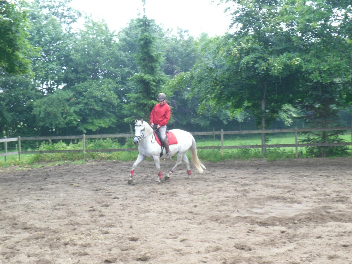 Connemara Schasmin - man kan godt dressur når man gider! billede 3