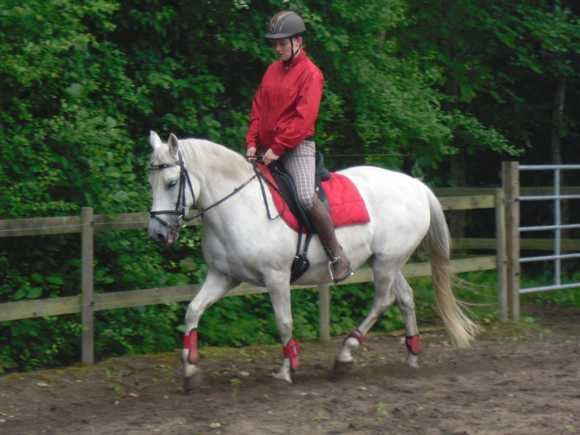 Connemara Schasmin billede 4