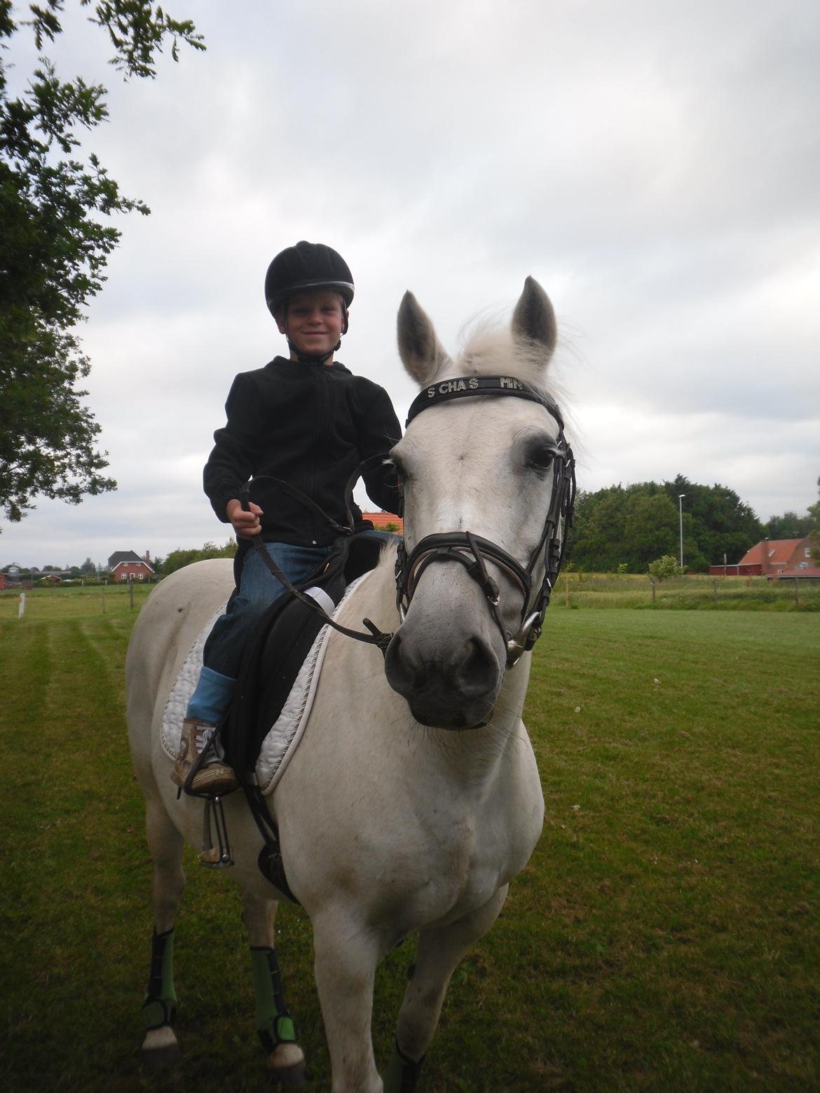 Connemara Schasmin billede 10