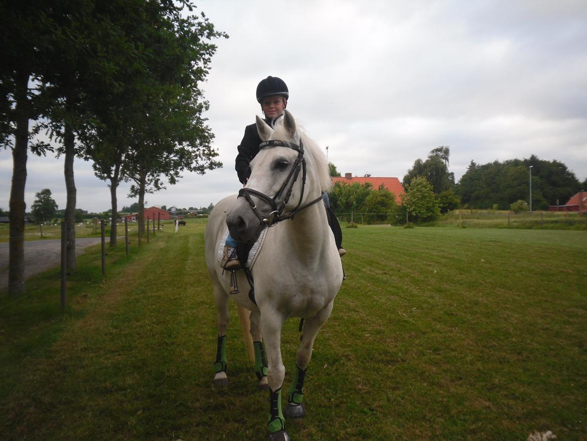 Connemara Schasmin billede 11