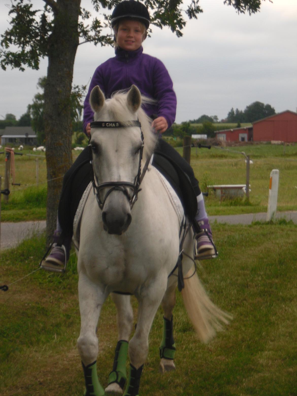 Connemara Schasmin billede 12