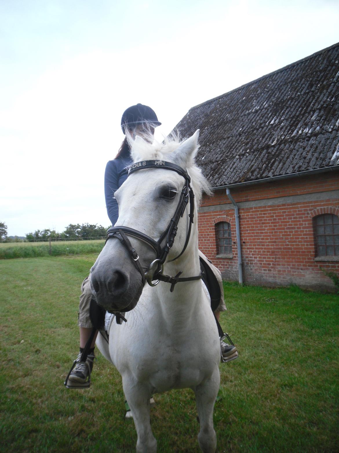 Connemara Schasmin billede 14